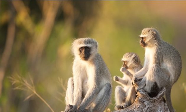 animals that start with v : Vervet Monkey