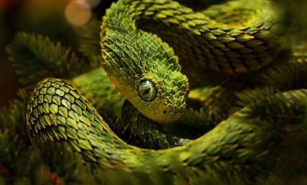 animals that start with v : Viper