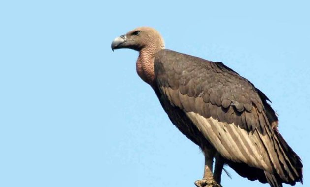 animals that start with v : Vulture