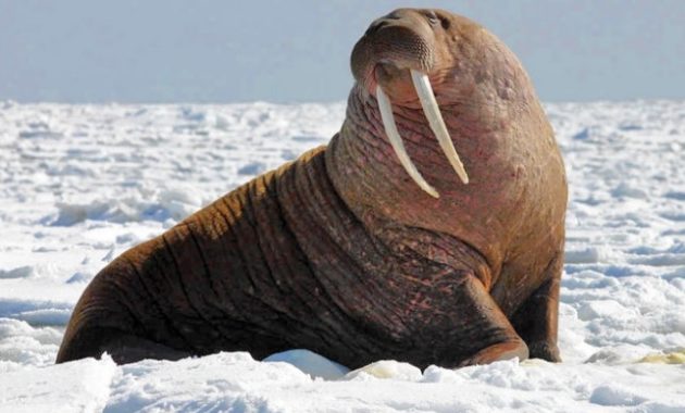 Animals That Start with W: Walrus