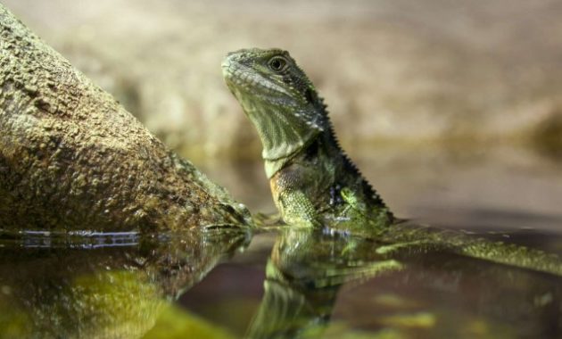 Animals That Start with W: Water Dragon