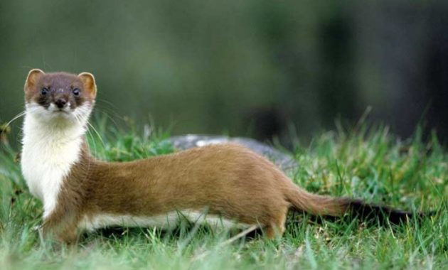 Animals That Start with W: Weasel