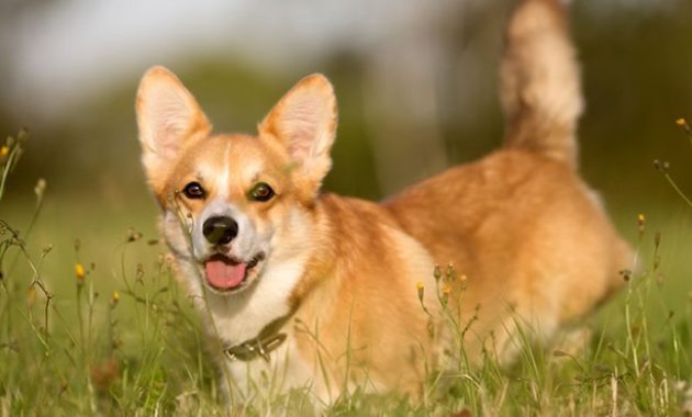 Animals That Start with W: Welsh Corgi