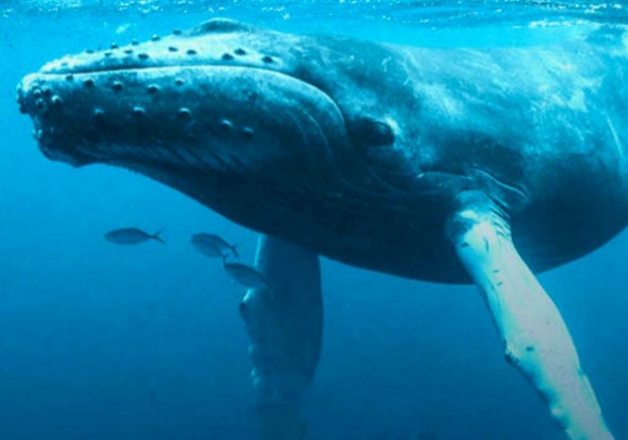 Animals That Start with W: Whale