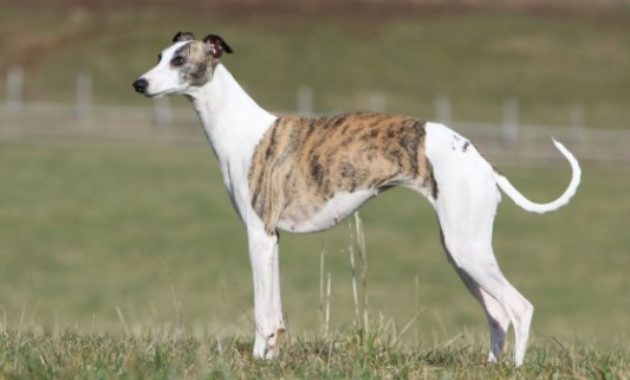 Animals That Start with W: Whippet