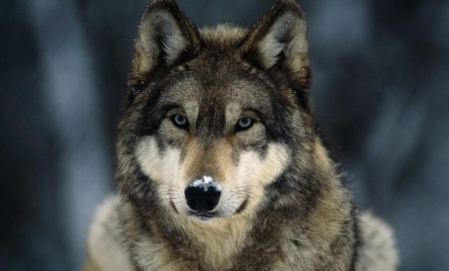 Animals That Start with W: Wolf