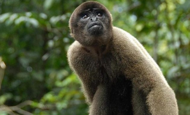 Animals That Start with W: Wolly Monkey