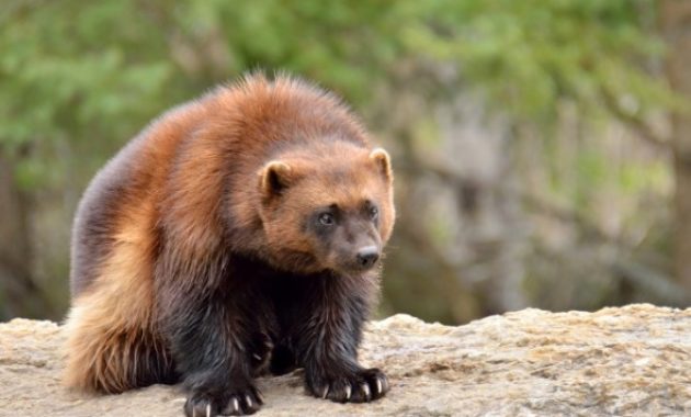 Animals That Start with W: Wolverine