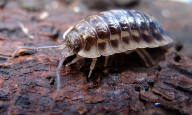 Animals That Start with W: Woodlouse