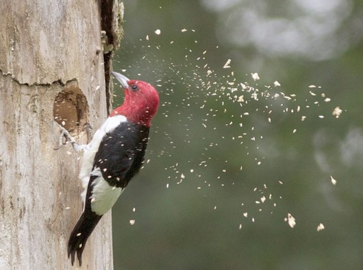 Animals That Start with W: Woodpecker