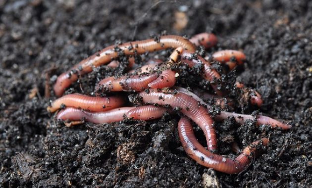 Animals That Start with W: Worm