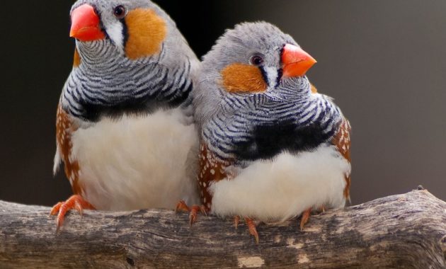 animals that start with z: Zebra finch