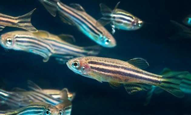 animals that start with z: Zebrafish