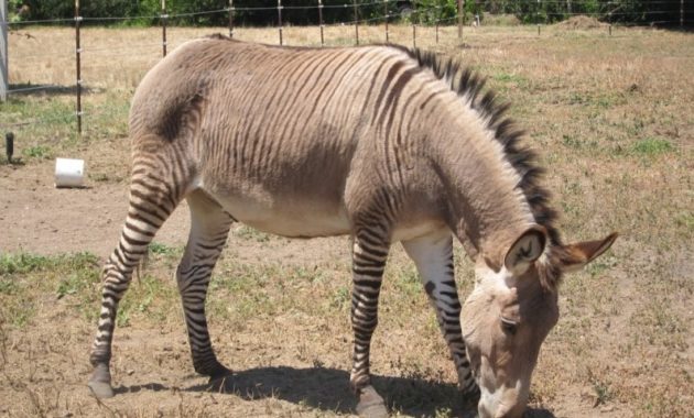 animals that start with z: Zonkey