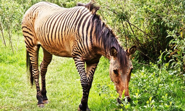 animals that start with z: Zorse