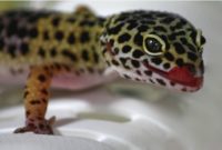 animals that start with g
