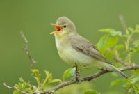 animals that start with i