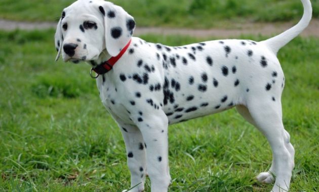 animals that start with D: dalmation