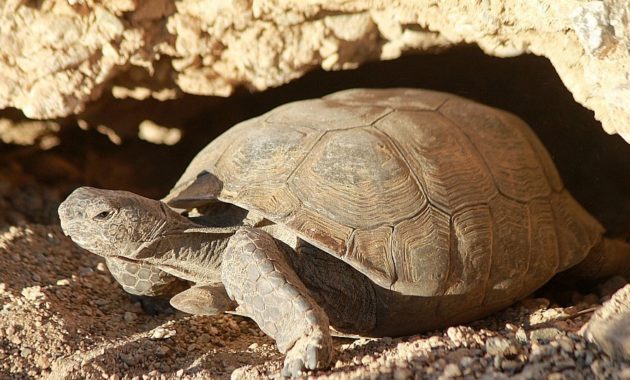 animals that start with D: desert tortoise