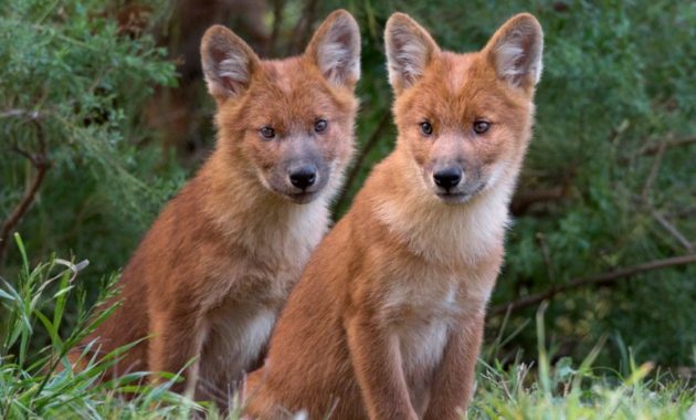 animals that start with D: dhole