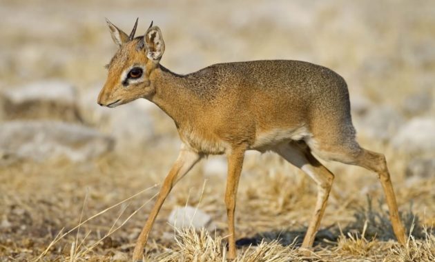 animals that start with D: dik dik