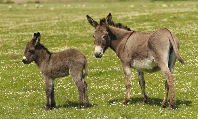 animals that start with D: donkey