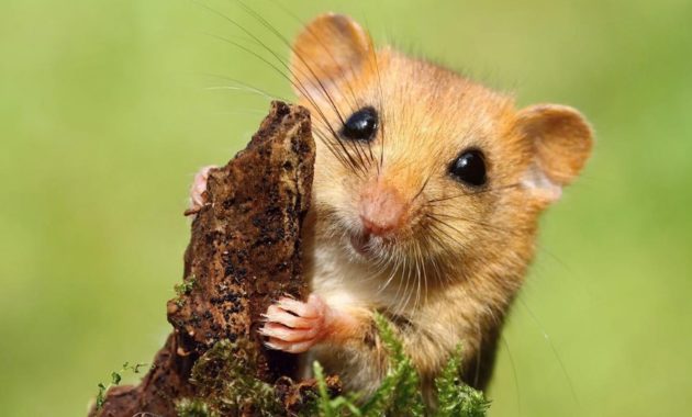 animals that start with D: dormouse