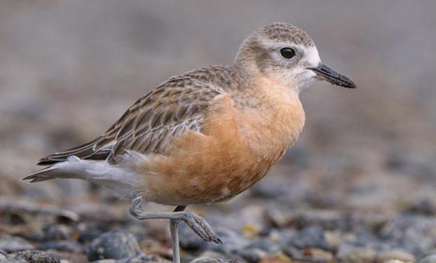 animals that start with D: dotterel