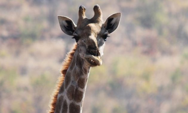 down syndrome animals giraffe