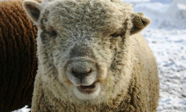 down syndrome animals sheep