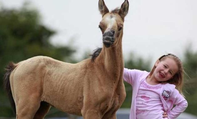 down syndrome animals horse