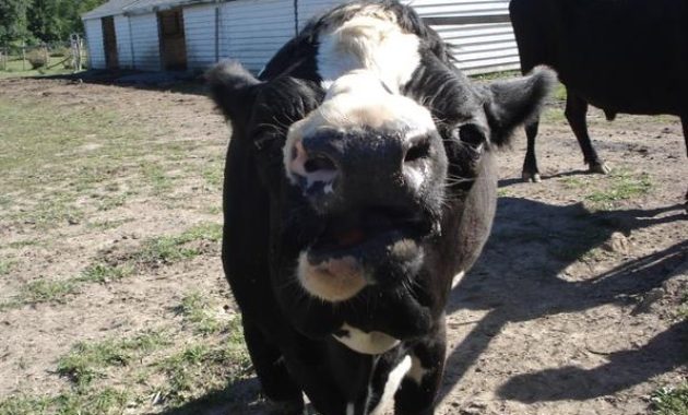 down syndrome animals cow