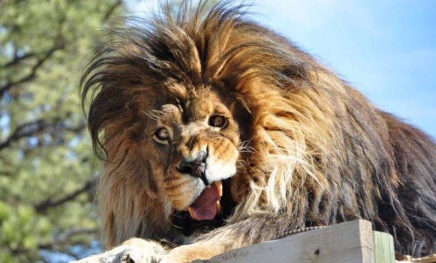 down syndrome animals lion