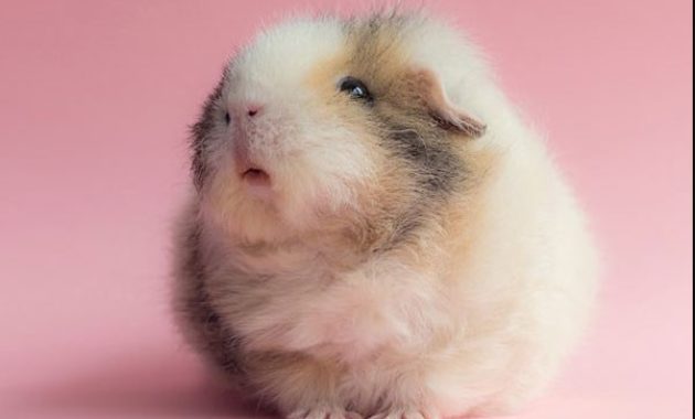 down syndrome animals hamster