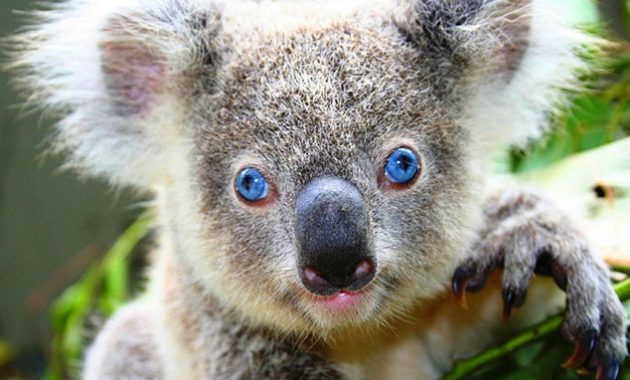 down syndrome animals koala