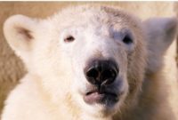 down syndrome animals dog polae bear