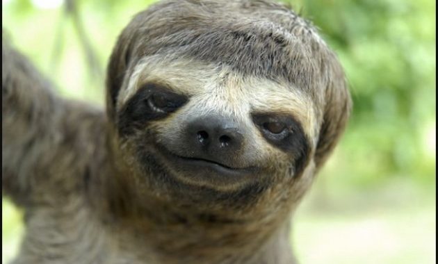 down syndrome animals sloth