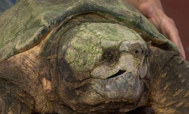 down syndrome animals turtle