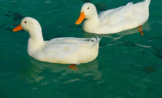 animals that start with D: Duck