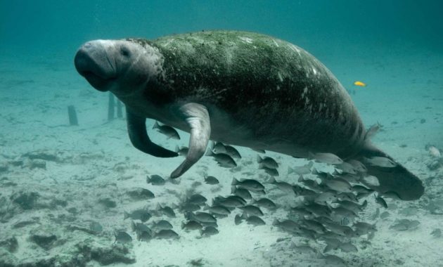 animals that start with D: dugong