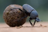 animals that start with D: dung beetles