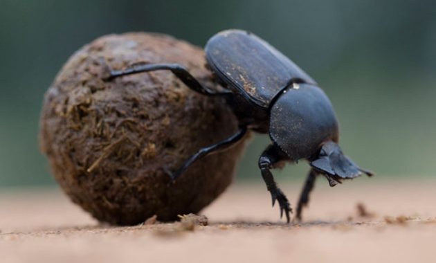 animals that start with D: dung beetles