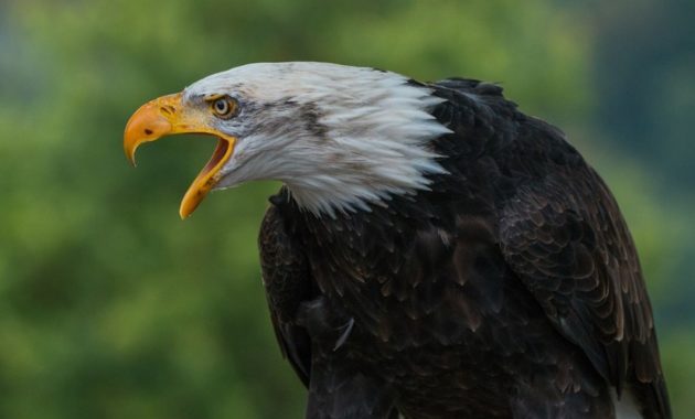 animals that start with e: eagle