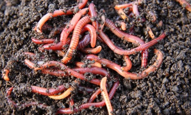 animals that start with e: earthworm