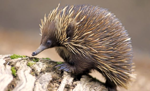 animals that start with e: echidna