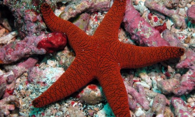 animals that start with e: echinoderm