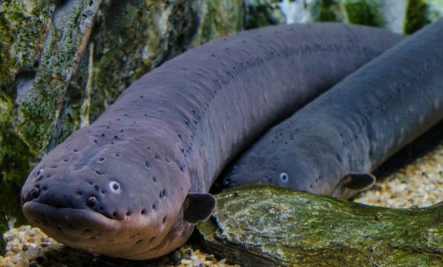 animals that start with e: electric eels