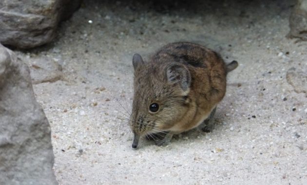 animals that start with e: elephant-shrew