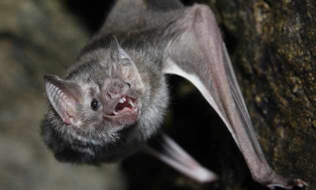 animals that start with v : vampire bat