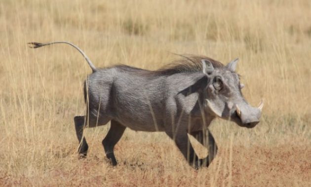 Animals That Start with W: warthog